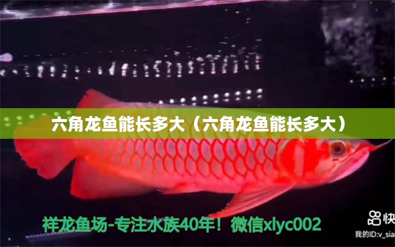 六角龍魚能長多大（六角龍魚能長多大）