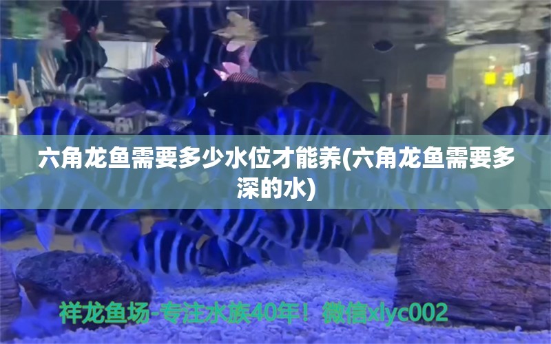 六角龍魚需要多少水位才能養(yǎng)(六角龍魚需要多深的水) 白子銀版魚苗