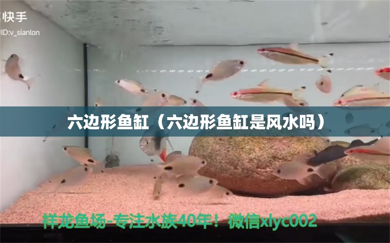 六邊形魚缸（六邊形魚缸是風水嗎）