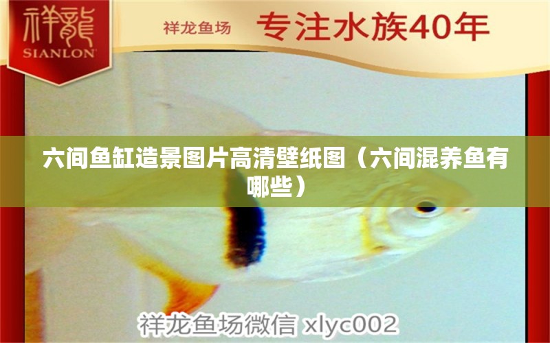 六間魚缸造景圖片高清壁紙圖（六間混養(yǎng)魚有哪些） 廣州觀賞魚批發(fā)市場