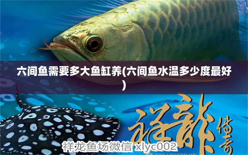 六間魚需要多大魚缸養(yǎng)(六間魚水溫多少度最好) 黃寬帶蝴蝶魚