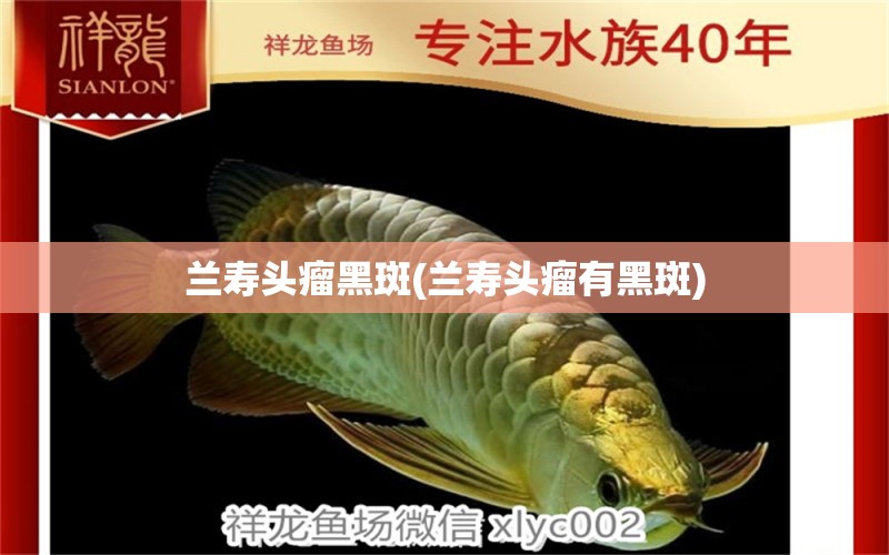 蘭壽頭瘤黑斑(蘭壽頭瘤有黑斑) 觀賞魚 第1張