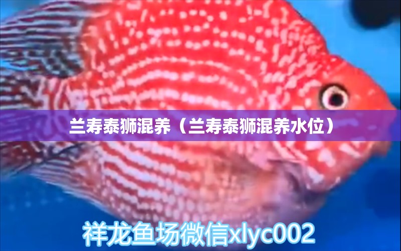 蘭壽泰獅混養(yǎng)（蘭壽泰獅混養(yǎng)水位） 森森魚缸