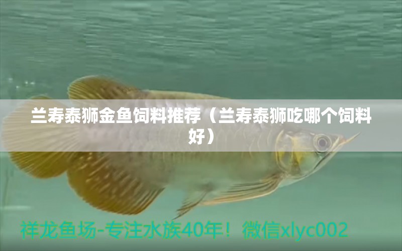 蘭壽泰獅金魚飼料推薦（蘭壽泰獅吃哪個飼料好） 森森魚缸