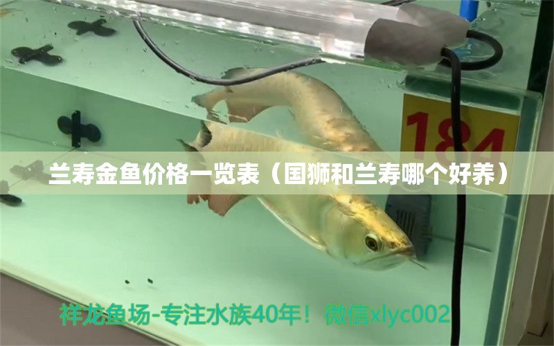 蘭壽金魚價格一覽表（國獅和蘭壽哪個好養(yǎng)）