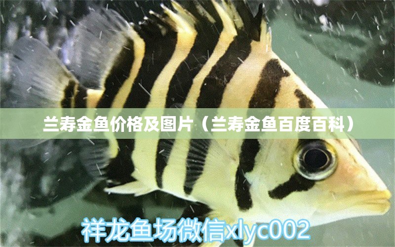 蘭壽金魚價格及圖片（蘭壽金魚百度百科）