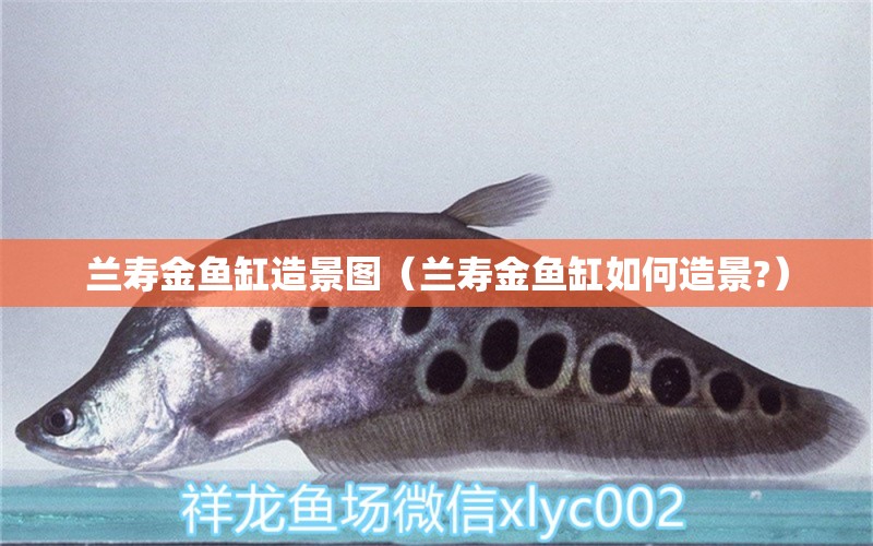 蘭壽金魚缸造景圖（蘭壽金魚缸如何造景?）