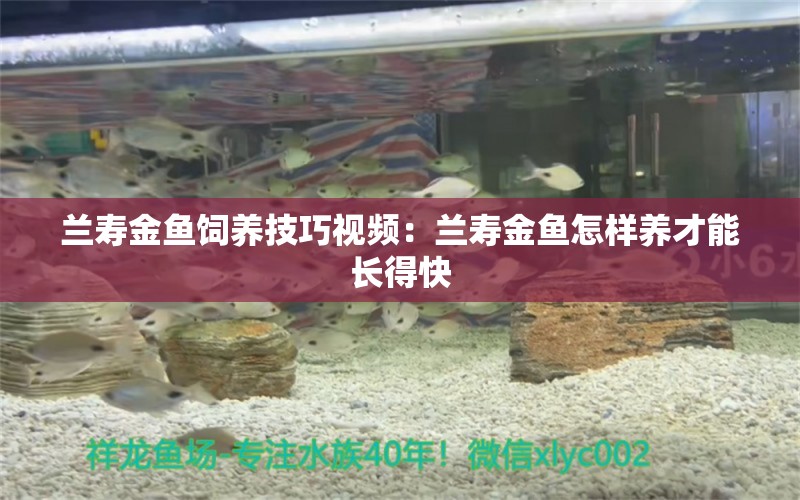 蘭壽金魚(yú)飼養(yǎng)技巧視頻：蘭壽金魚(yú)怎樣養(yǎng)才能長(zhǎng)得快