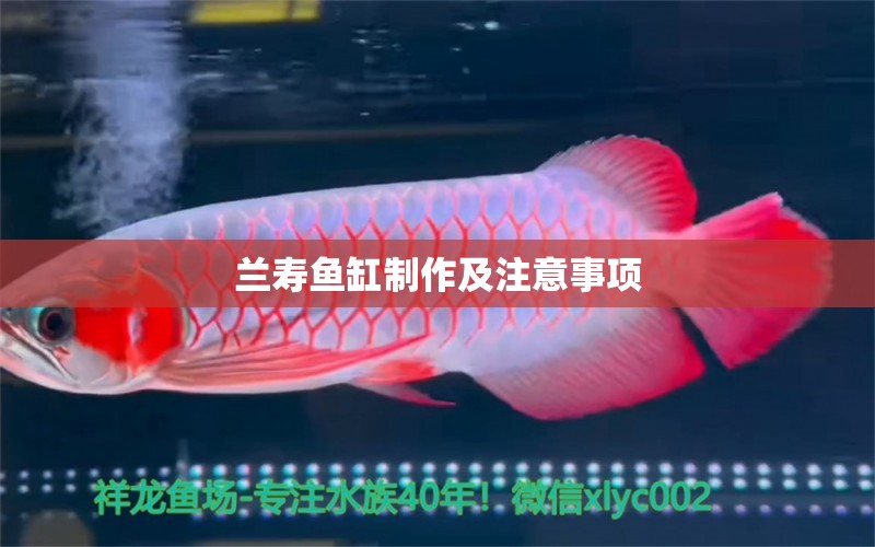 蘭壽魚缸制作及注意事項(xiàng) 黃金鴨嘴魚