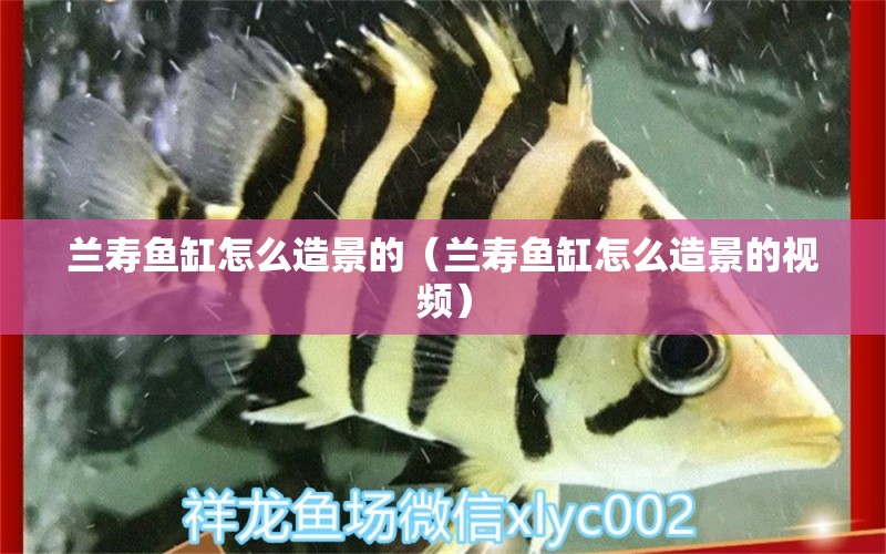 蘭壽魚缸怎么造景的（蘭壽魚缸怎么造景的視頻）