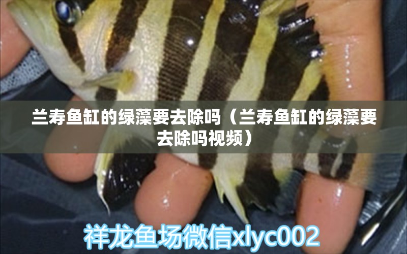 蘭壽魚缸的綠藻要去除嗎（蘭壽魚缸的綠藻要去除嗎視頻）