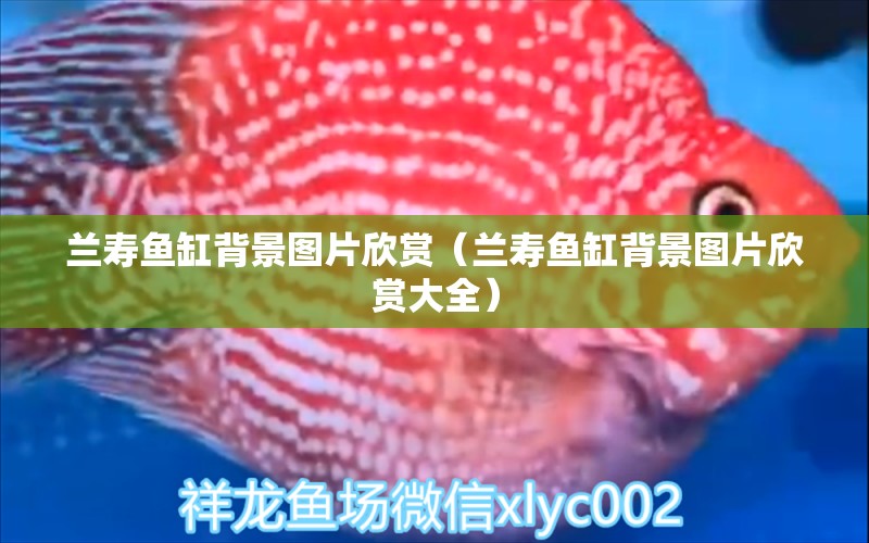 蘭壽魚缸背景圖片欣賞（蘭壽魚缸背景圖片欣賞大全）