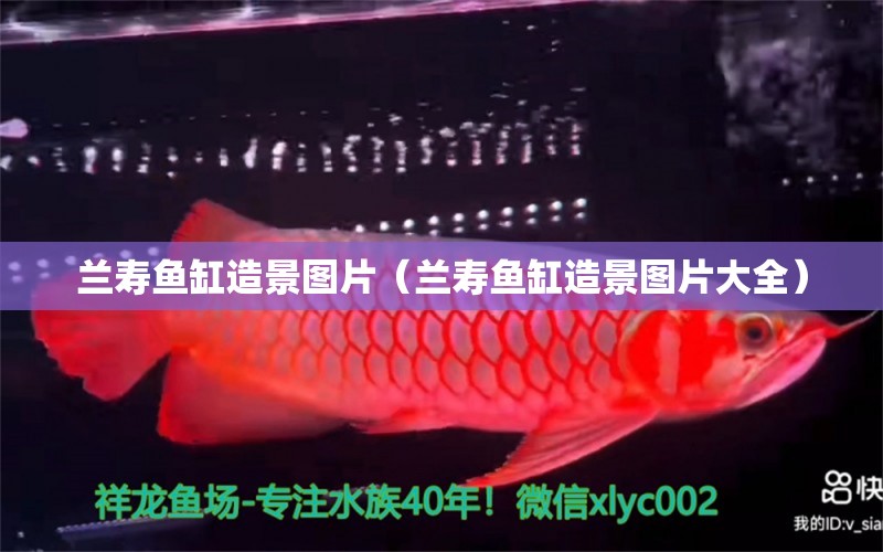 蘭壽魚缸造景圖片（蘭壽魚缸造景圖片大全）