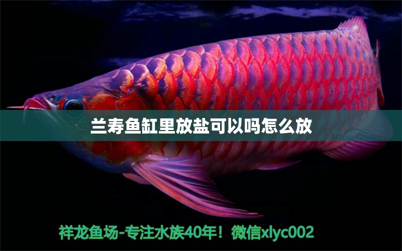 蘭壽魚缸里放鹽可以嗎怎么放 祥龍魚場(chǎng)