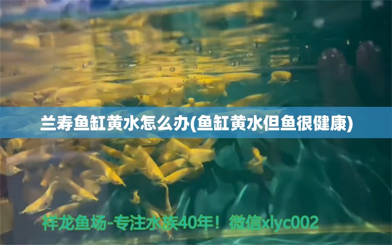 蘭壽魚缸黃水怎么辦(魚缸黃水但魚很健康) 錦鯉魚