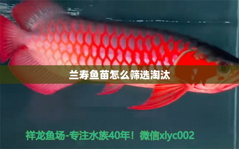 蘭壽魚苗怎么篩選淘汰 過(guò)背金龍魚 第2張