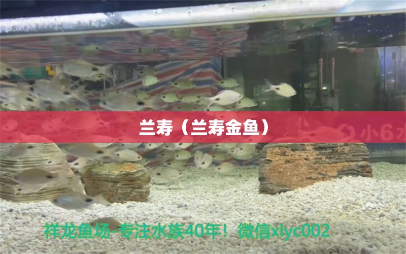 蘭壽（蘭壽金魚）