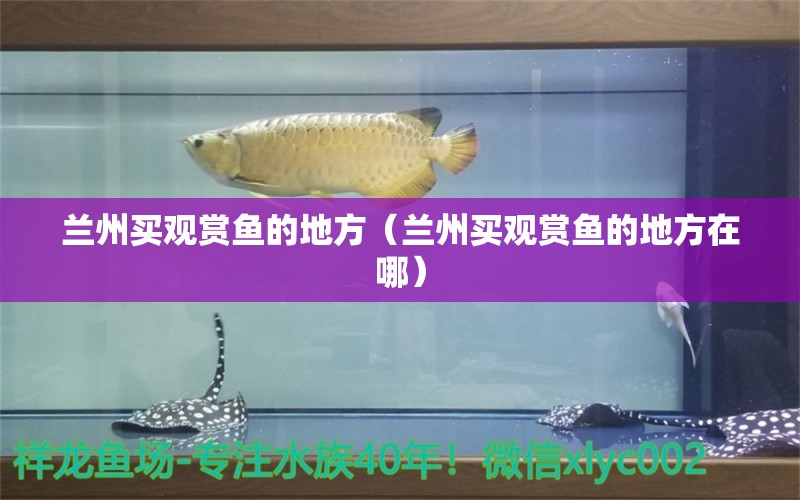 蘭州買觀賞魚的地方（蘭州買觀賞魚的地方在哪） 廣州龍魚批發(fā)市場