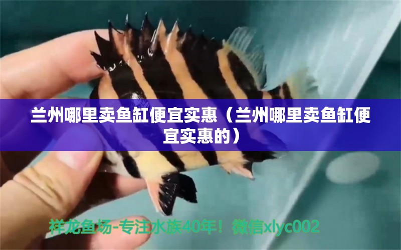 蘭州哪里賣魚缸便宜實惠（蘭州哪里賣魚缸便宜實惠的）