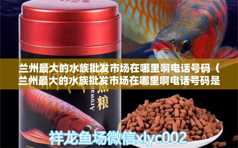 蘭州最大的水族批發(fā)市場在哪里啊電話號碼（蘭州最大的水族批發(fā)市場在哪里啊電話號碼是多少） 觀賞魚水族批發(fā)市場