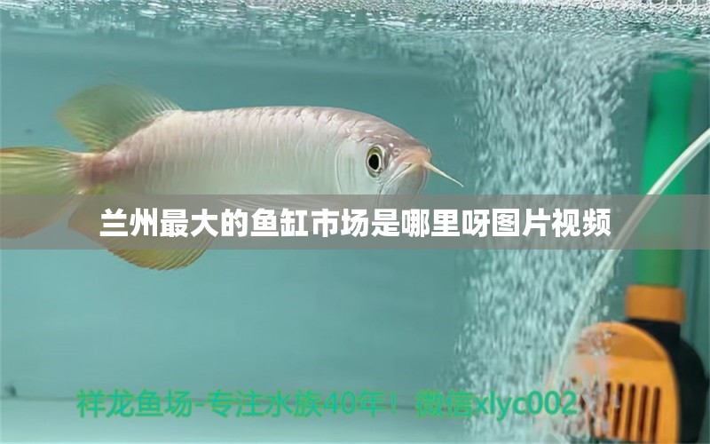 蘭州最大的魚缸市場是哪里呀圖片視頻 祥龍魚場