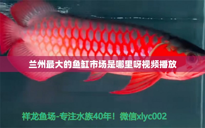 蘭州最大的魚缸市場是哪里呀視頻播放