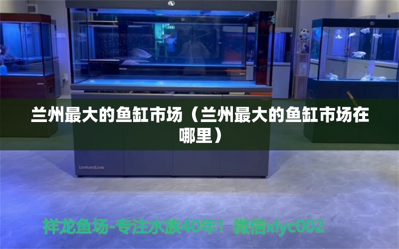 蘭州最大的魚缸市場（蘭州最大的魚缸市場在哪里） 其他品牌魚缸