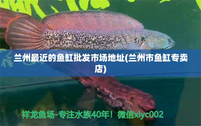 蘭州最近的魚缸批發(fā)市場地址(蘭州市魚缸專賣店) 養(yǎng)魚知識(shí) 第1張