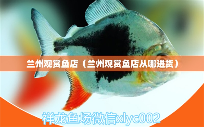 蘭州觀賞魚店（蘭州觀賞魚店從哪進(jìn)貨） 觀賞魚市場(chǎng)