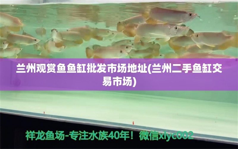 蘭州觀賞魚魚缸批發(fā)市場地址(蘭州二手魚缸交易市場) 印尼小紅龍