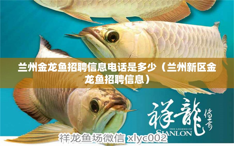 蘭州金龍魚招聘信息電話是多少（蘭州新區(qū)金龍魚招聘信息） 九鼎魚缸