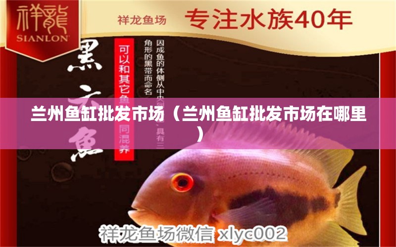 蘭州魚缸批發(fā)市場（蘭州魚缸批發(fā)市場在哪里） 觀賞魚水族批發(fā)市場