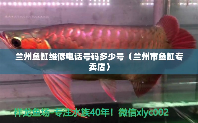 蘭州魚(yú)缸維修電話(huà)號(hào)碼多少號(hào)（蘭州市魚(yú)缸專(zhuān)賣(mài)店） 廣州觀賞魚(yú)批發(fā)市場(chǎng) 第1張