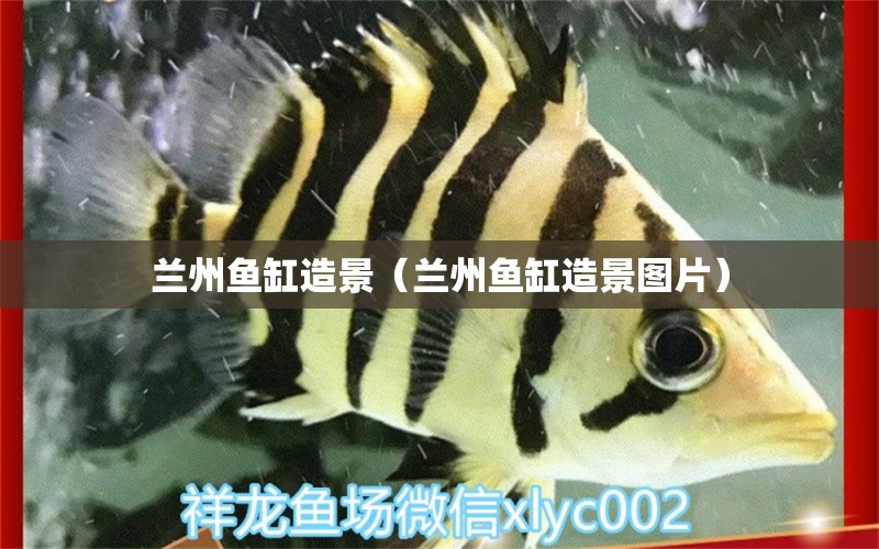 蘭州魚缸造景（蘭州魚缸造景圖片） 祥龍水族醫(yī)院