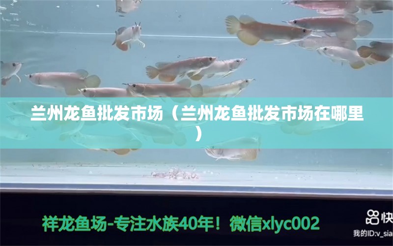 蘭州龍魚(yú)批發(fā)市場(chǎng)（蘭州龍魚(yú)批發(fā)市場(chǎng)在哪里） 龍魚(yú)批發(fā)