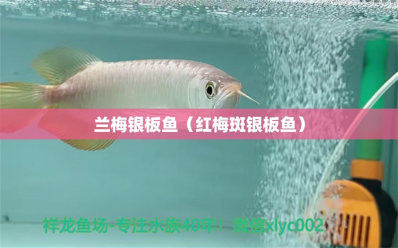 蘭梅銀板魚（紅梅斑銀板魚）