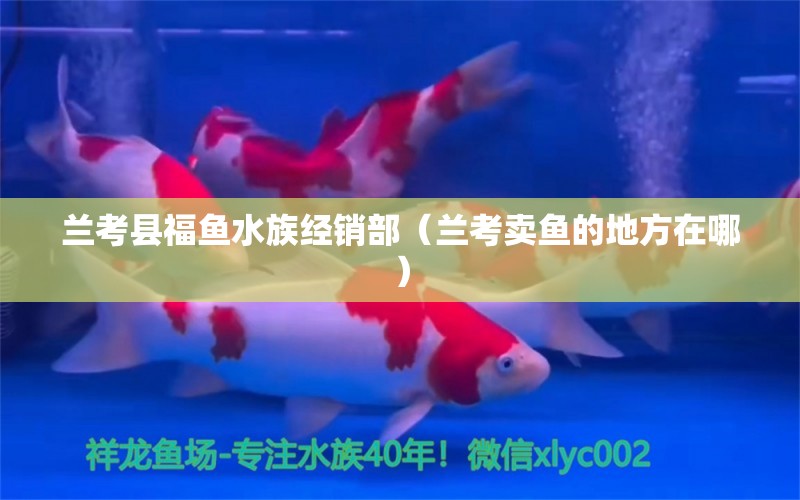 蘭考縣福魚水族經(jīng)銷部（蘭考賣魚的地方在哪）