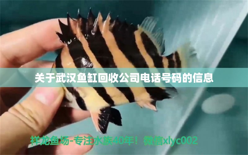 關(guān)于武漢魚缸回收公司電話號碼的信息 白條過背金龍魚