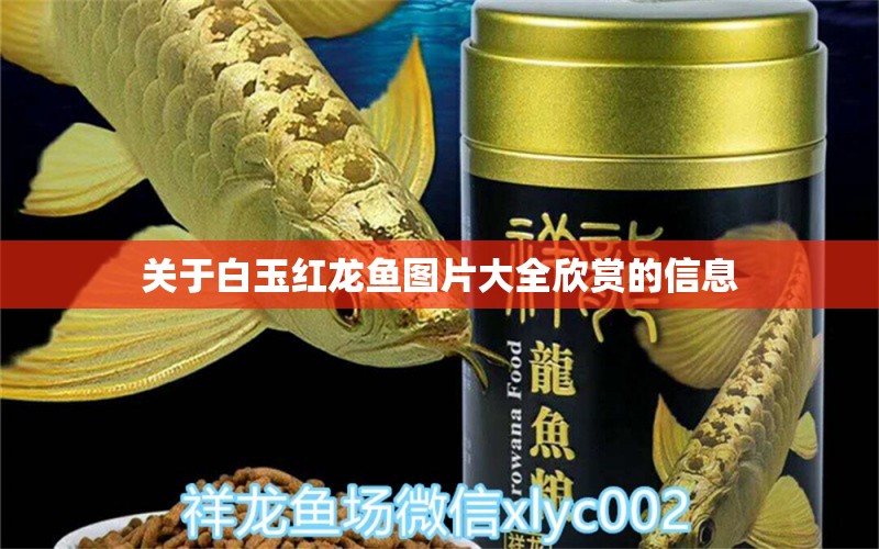 關(guān)于白玉紅龍魚圖片大全欣賞的信息