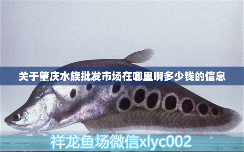 關(guān)于肇慶水族批發(fā)市場(chǎng)在哪里啊多少錢的信息