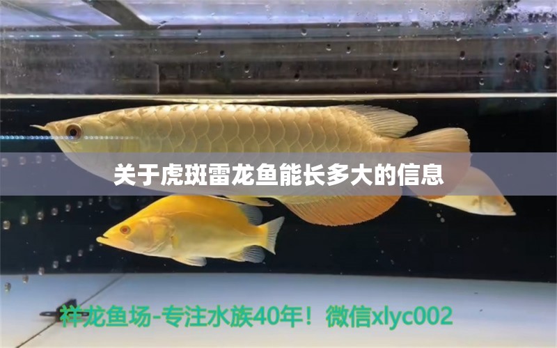 關(guān)于虎斑雷龍魚能長多大的信息