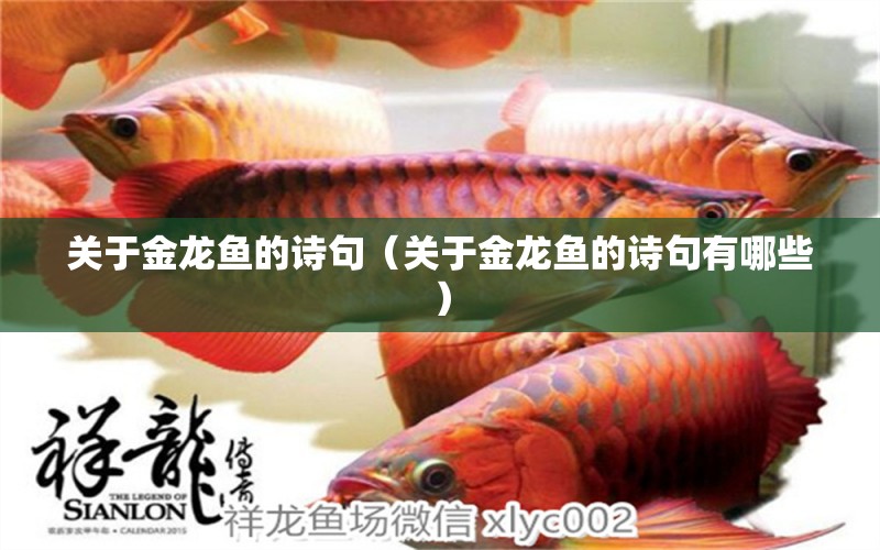 關(guān)于金龍魚的詩(shī)句（關(guān)于金龍魚的詩(shī)句有哪些） 伊巴卡魚