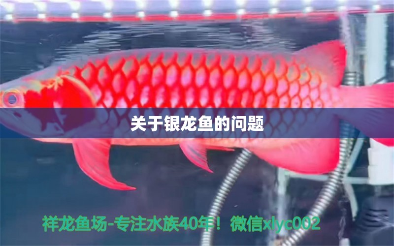 關(guān)于銀龍魚的問題