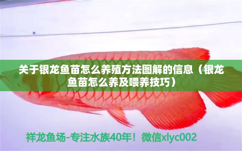 關(guān)于銀龍魚苗怎么養(yǎng)殖方法圖解的信息（銀龍魚苗怎么養(yǎng)及喂養(yǎng)技巧） 銀龍魚