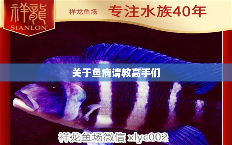 關(guān)于魚(yú)病請(qǐng)教高手們 龍魚(yú)疾病與治療