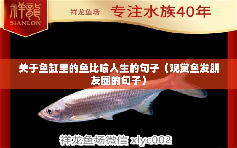 關(guān)于魚(yú)缸里的魚(yú)比喻人生的句子（觀賞魚(yú)發(fā)朋友圈的句子） 祥龍水族醫(yī)院