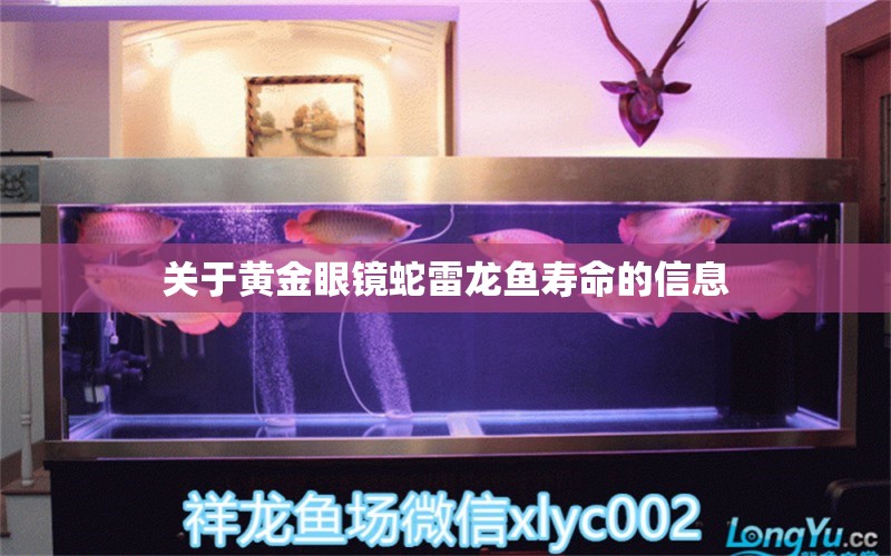 關(guān)于黃金眼鏡蛇雷龍魚壽命的信息 黃金眼鏡蛇雷龍魚