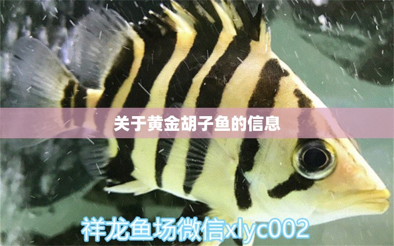 關(guān)于黃金胡子魚的信息 薩伊藍(lán)魚