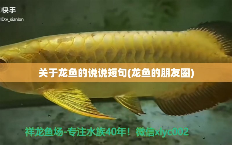 關(guān)于龍魚的說(shuō)說(shuō)短句(龍魚的朋友圈) 金老虎魚