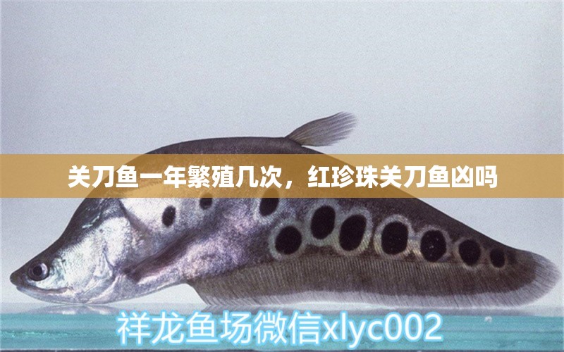 關(guān)刀魚一年繁殖幾次，紅珍珠關(guān)刀魚兇嗎